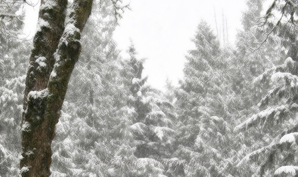 004 IMG_8446_Snowfall_in_Trees rys.jpg