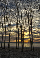 Winter_Trees_Golden_Gardens_2