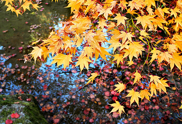 IMG_4555_Autumn_Leaves_in_Water