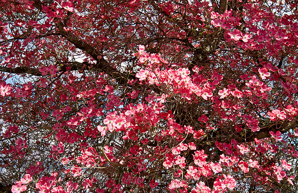 red tree blossoms focus stack, shpn, etc
