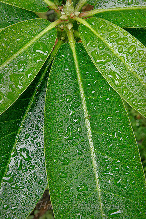 _MG_1337_Wet_Hydranga_Leaves