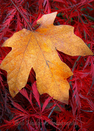 _MG_3690_Maple_Leaf