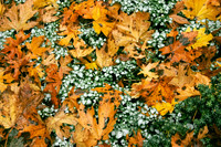 IMG_7278_Fall_Leaves