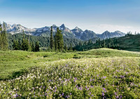 Mt. Rainier