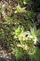 IMG_0070_Succulent_7