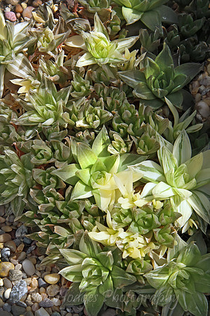 IMG_0070_Succulent_7
