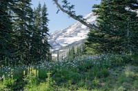 _MG_6782_Flowers_Trees-_Rainier in Back proc2