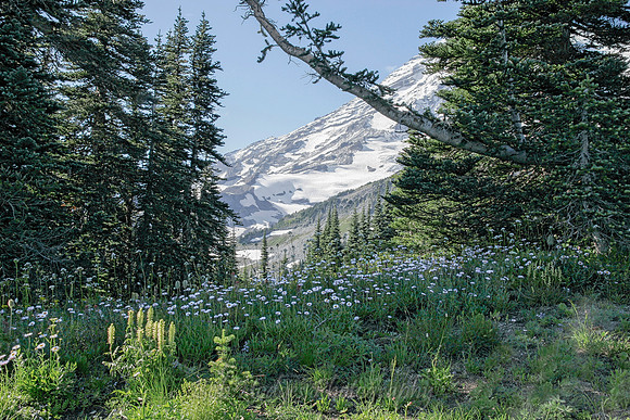 _MG_6782_Flowers_Trees-_Rainier in Back proc2
