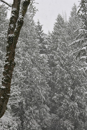 003 IMG_8446_Snowfall_in_Trees rys