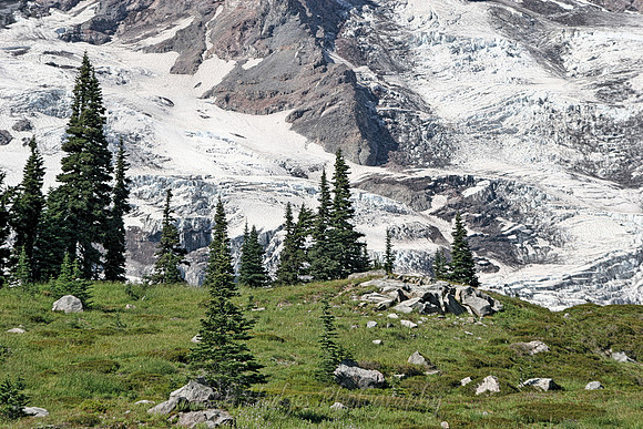 IMG_4172_Base_of_Mt_Rainier