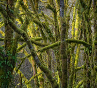 Untitled1 mossy limbs proc2
