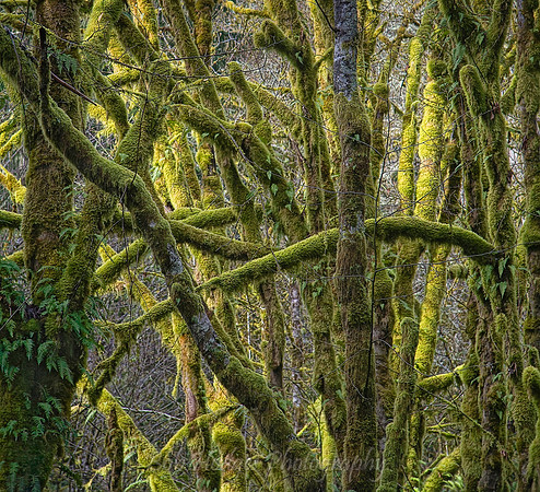 Untitled1 mossy limbs proc2