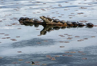 P1020451_Turtles,_Greenlake