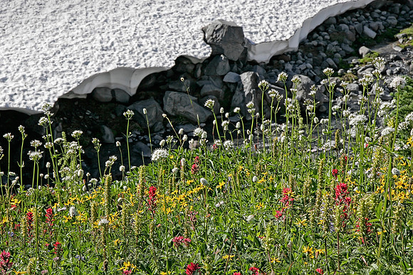 _MG_6793_Mt_Rainier_August_Flowers
