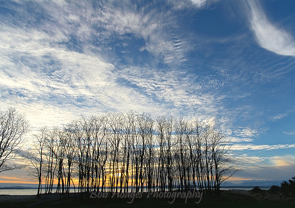 Winter_Trees_Golden_Gardens