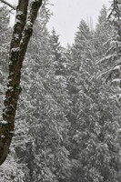 IMG_8446_Snowfall_in_Trees rys