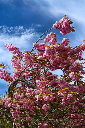 P1020448_Windswept_Flowers 2