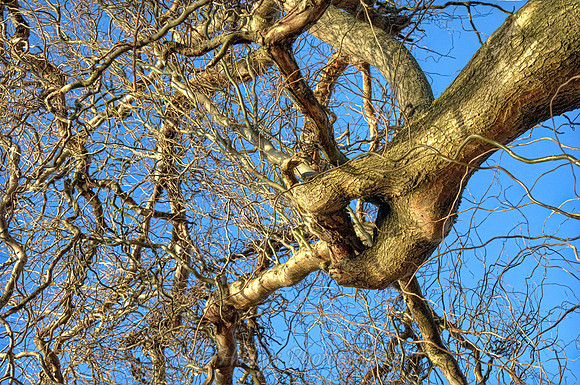 _MG_2323_4_5_6_7_8_9_tonemapped proc2 sharper