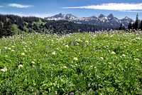 _MG_6670_Alpine_Meadow_2