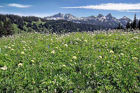 _MG_6670_Alpine_Meadow_2