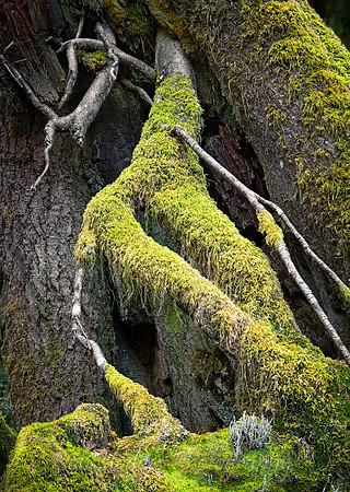 mossy stack proc3 crop GF shrp