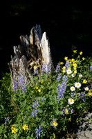 DSC5546