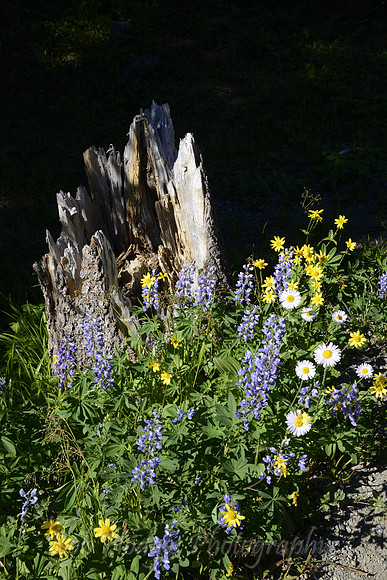 DSC5546