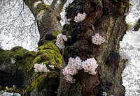 4608_UW_Cherry_Blossoms_6 canvas