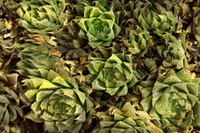 IMG_0072_Succulent_