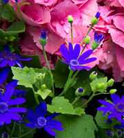 blue-pink flwrs