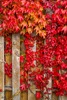 _MG_6882_3_4 proc2