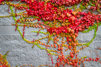 _MG_6870_1_2 vines1 8 bit