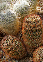IMG_0064_Cactus_1