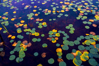 _MG_6843_4_5 - 8 bit proc2