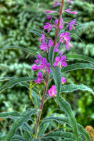_MG_0639_40_41_tonemapped proc