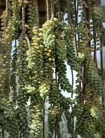 IMG_0140_Succulent_4