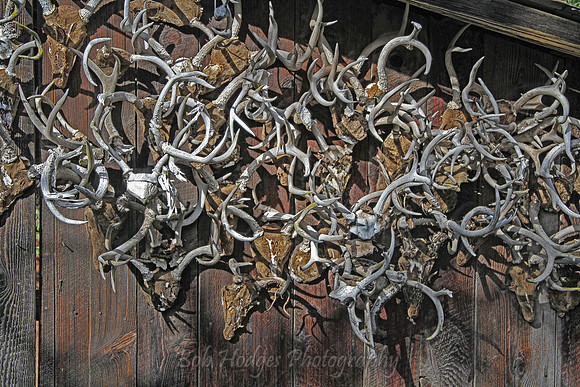IMG_4597_Displayed_Antlers