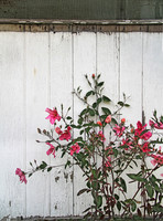 IMG_4761_Flowers_Against_Siding