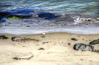 _MG_8727__Sand_Piper_San_Francisco_Beach