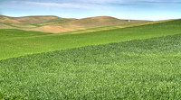 Palouse_Early_Wheat
