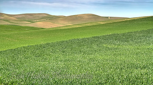 Palouse_Early_Wheat
